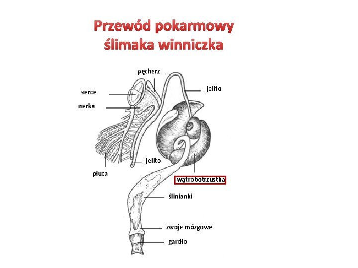 Przewód pokarmowy ślimaka winniczka pęcherz jelito serce nerka jelito płuca wątrobotrzustka ślinianki zwoje mózgowe Przewód pokarmowy ślimaka winniczka pęcherz jelito serce nerka jelito płuca wątrobotrzustka ślinianki zwoje mózgowe