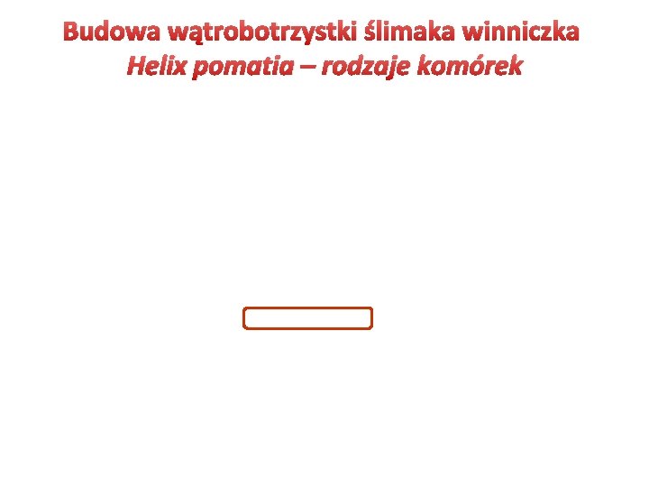 Budowa wątrobotrzystki ślimaka winniczka Helix pomatia – rodzaje komórek Budowa wątrobotrzystki ślimaka winniczka Helix pomatia – rodzaje komórek
