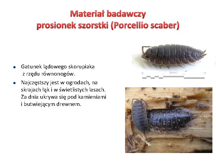 Materiał badawczy prosionek szorstki (Porcellio scaber) Gatunek lądowego skorupiaka z rzędu równonogów. Najczęstszy jest