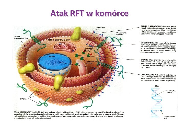 Atak RFT w komórce 