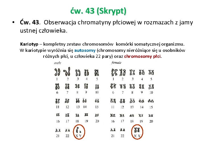 ćw. 43 (Skrypt) • Ćw. 43. Obserwacja chromatyny płciowej w rozmazach z jamy ustnej