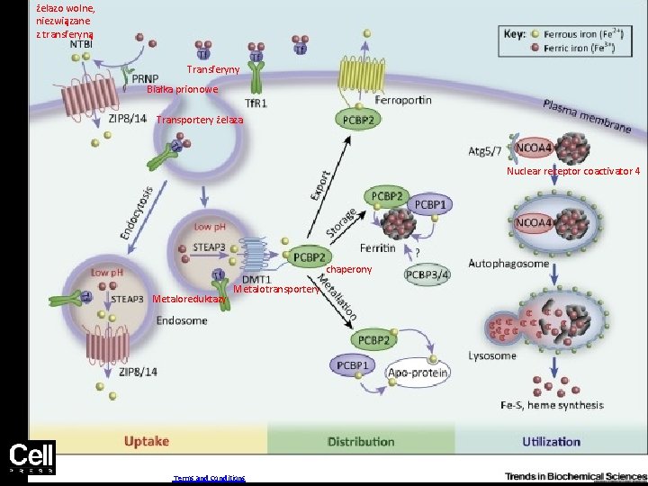 żelazo wolne, niezwiązane z transferyną Figure 1 Transferyny Białka prionowe Transportery żelaza Nuclear receptor