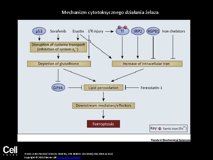 Mechanizm cytotoksycznego działania żelaza Trends in Biochemical Sciences 2016 41, 274 -286 DOI: (10. Mechanizm cytotoksycznego działania żelaza Trends in Biochemical Sciences 2016 41, 274 -286 DOI: (10.