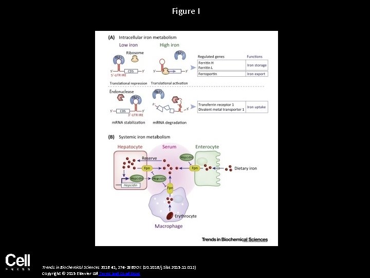 Figure I Trends in Biochemical Sciences 2016 41, 274 -286 DOI: (10. 1016/j. tibs. Figure I Trends in Biochemical Sciences 2016 41, 274 -286 DOI: (10. 1016/j. tibs.