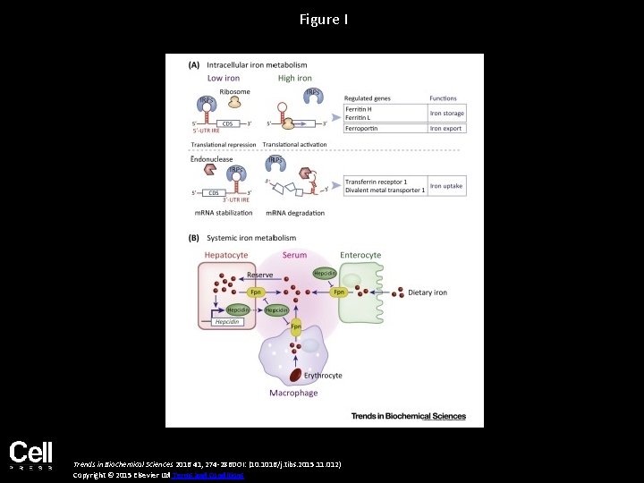 Figure I Trends in Biochemical Sciences 2016 41, 274 -286 DOI: (10. 1016/j. tibs.