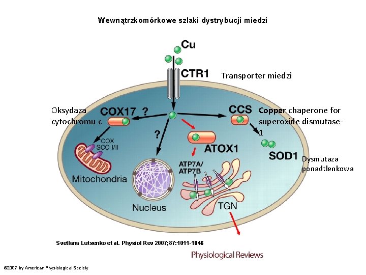 Wewnątrzkomórkowe szlaki dystrybucji miedzi Transporter miedzi Oksydaza cytochromu c Copper chaperone for superoxide dismutase