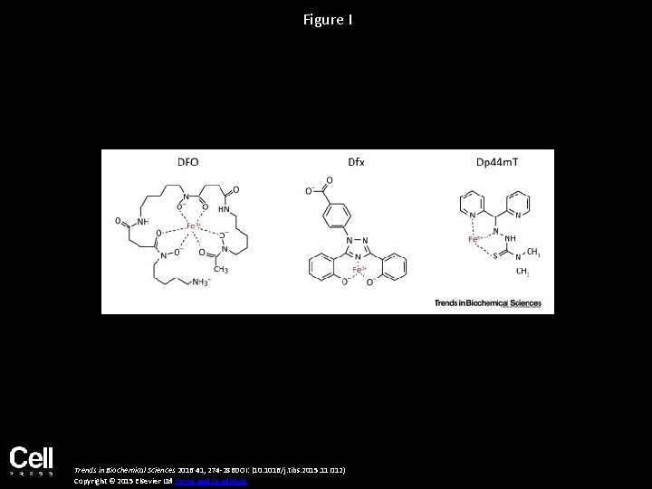 Figure I Trends in Biochemical Sciences 2016 41, 274 -286 DOI: (10. 1016/j. tibs.