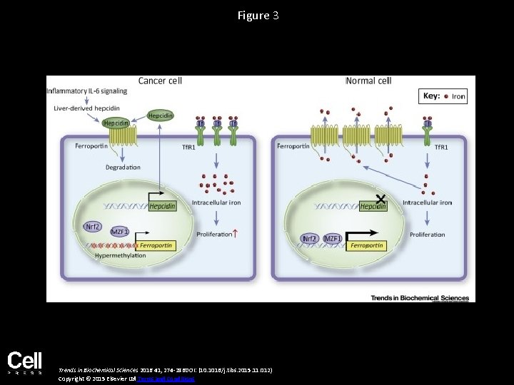 Figure 3 Trends in Biochemical Sciences 2016 41, 274 -286 DOI: (10. 1016/j. tibs.