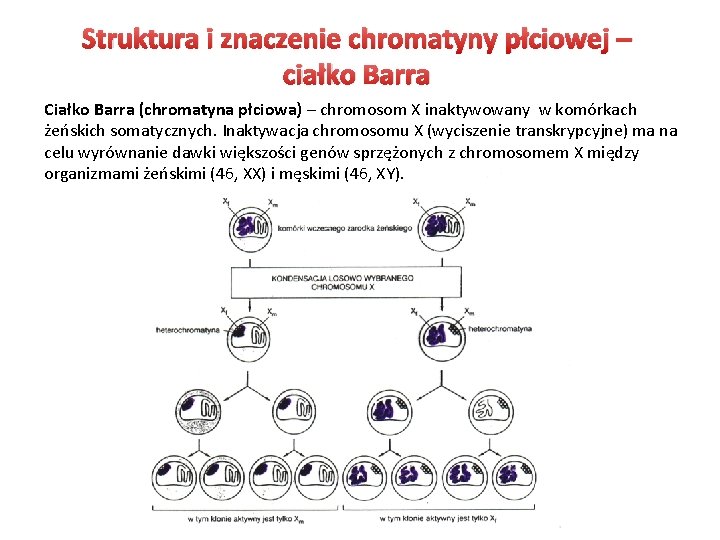 Struktura i znaczenie chromatyny płciowej – ciałko Barra Ciałko Barra (chromatyna płciowa) – chromosom