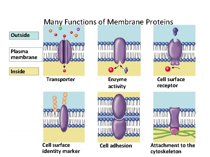 Many Functions of Membrane Proteins Outside Plasma membrane Inside Transporter Enzyme activity Cell surface