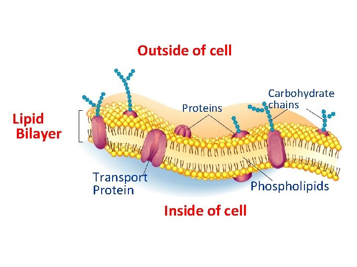 Outside of cell Proteins Lipid Bilayer Transport Protein Carbohydrate chains Phospholipids Inside of cell