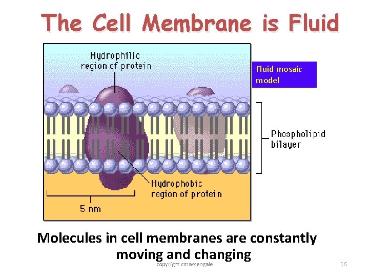 The Cell Membrane is Fluid mosaic model Molecules in cell membranes are constantly moving