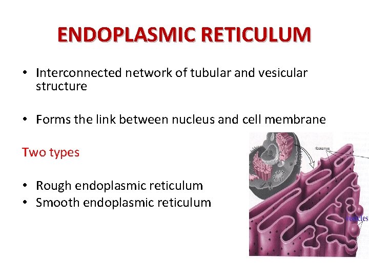ENDOPLASMIC RETICULUM • Interconnected network of tubular and vesicular structure • Forms the link