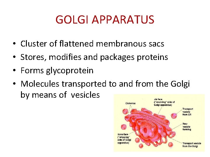 GOLGI APPARATUS • • Cluster of flattened membranous sacs Stores, modifies and packages proteins