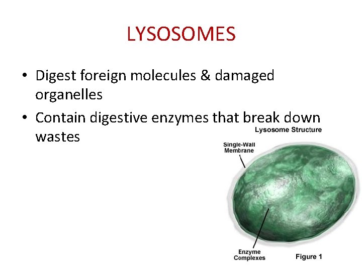 LYSOSOMES • Digest foreign molecules & damaged organelles • Contain digestive enzymes that break