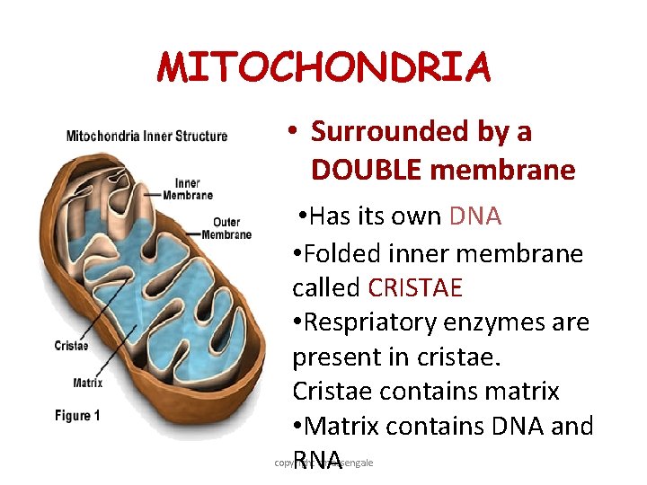 MITOCHONDRIA • Surrounded by a DOUBLE membrane • Has its own DNA • Folded