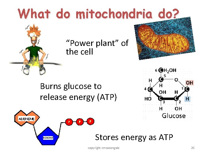 What do mitochondria do? “Power plant” of the cell Burns glucose to release energy