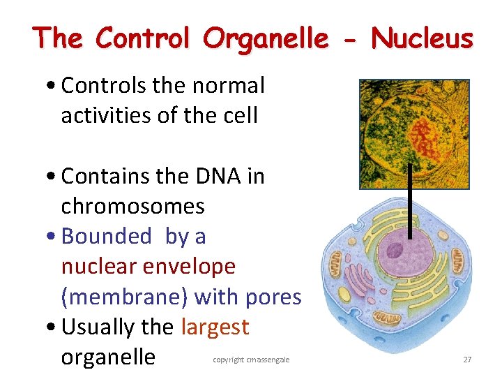 The Control Organelle - Nucleus • Controls the normal activities of the cell •