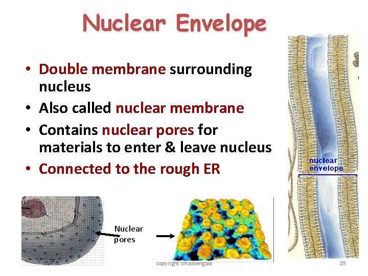 Nuclear Envelope • Double membrane surrounding nucleus • Also called nuclear membrane • Contains