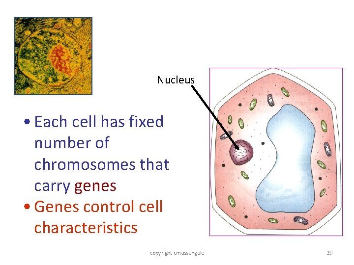 Nucleus • Each cell has fixed number of chromosomes that carry genes • Genes