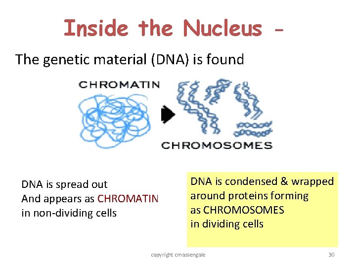 Inside the Nucleus The genetic material (DNA) is found DNA is spread out And