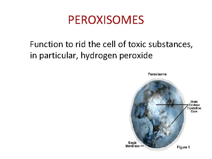 PEROXISOMES Function to rid the cell of toxic substances, in particular, hydrogen peroxide 