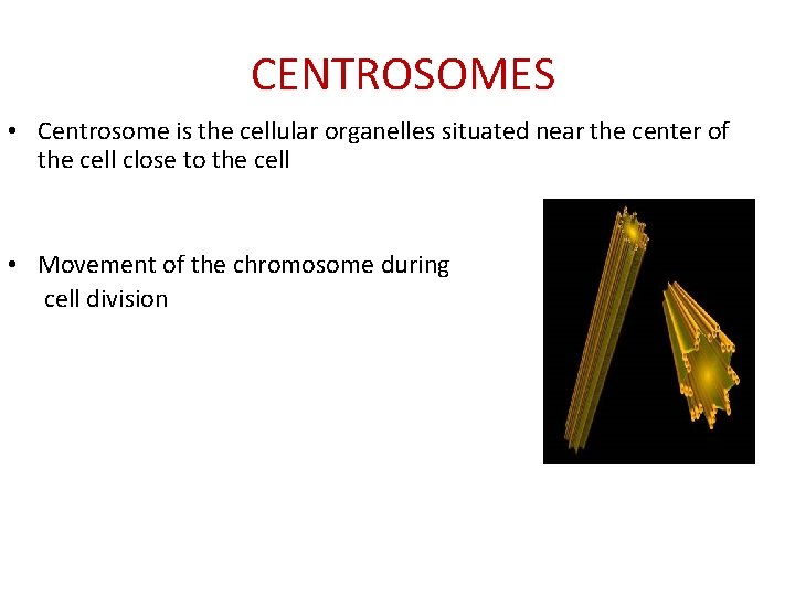 CENTROSOMES • Centrosome is the cellular organelles situated near the center of the cell