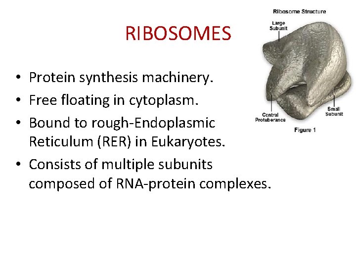 RIBOSOMES • Protein synthesis machinery. • Free floating in cytoplasm. • Bound to rough-Endoplasmic