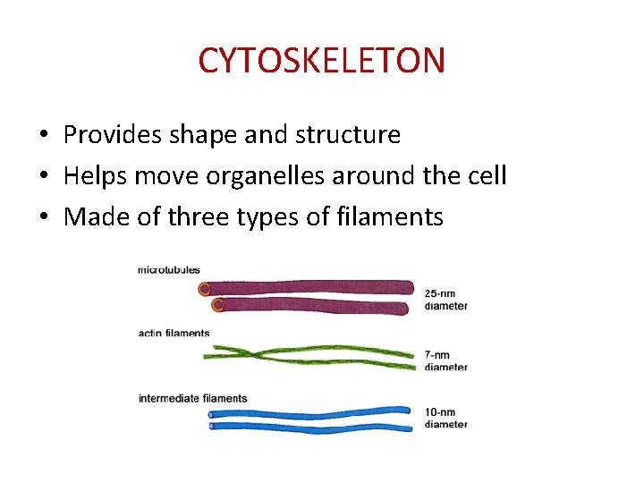 CYTOSKELETON • Provides shape and structure • Helps move organelles around the cell •