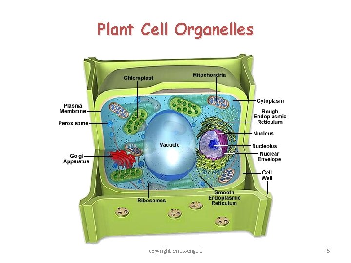 Plant Cell Organelles copyright cmassengale 5 