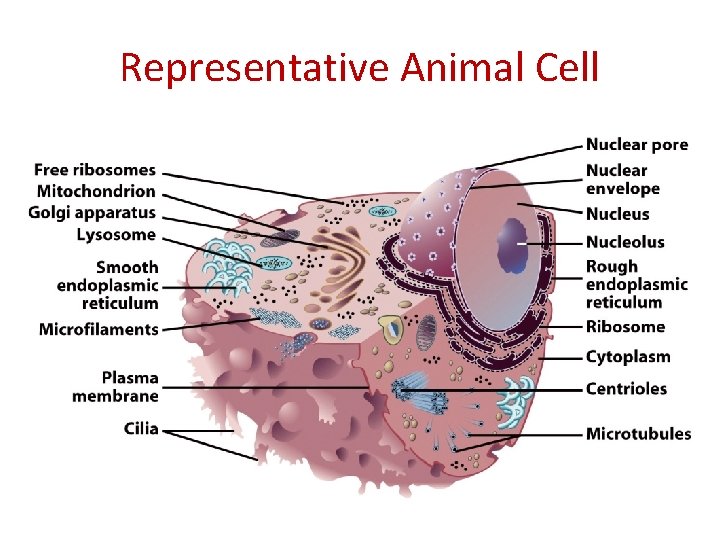 Representative Animal Cell 