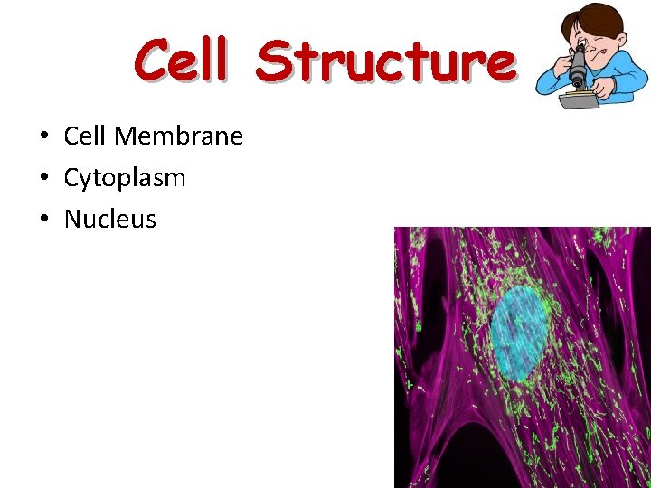 Cell Structure • Cell Membrane • Cytoplasm • Nucleus 