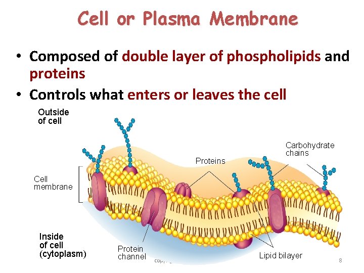 Cell or Plasma Membrane • Composed of double layer of phospholipids and proteins •