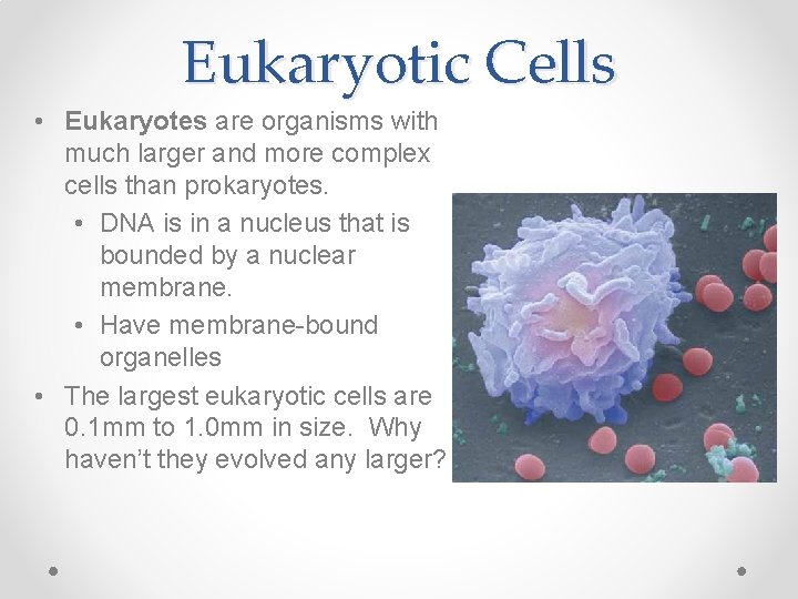 Eukaryotic Cells • Eukaryotes are organisms with much larger and more complex cells than
