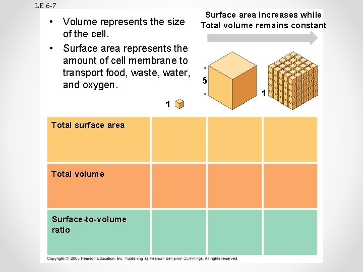 LE 6 -7 Surface area increases while Total volume remains constant • Volume represents