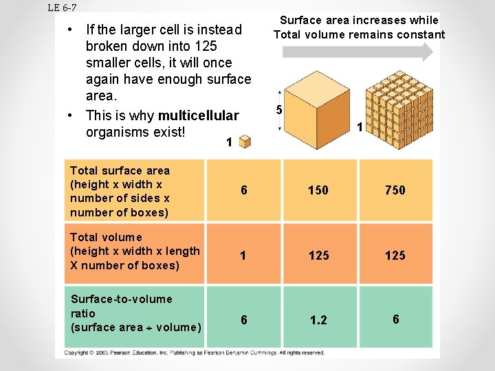 LE 6 -7 • If the larger cell is instead broken down into 125