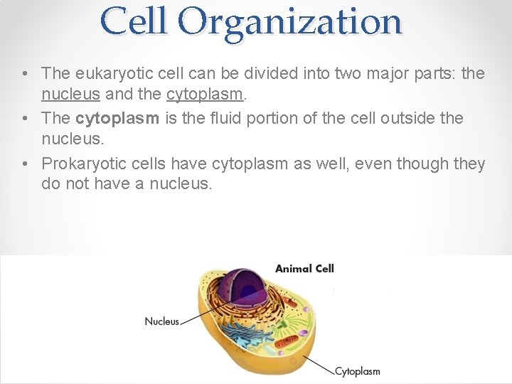 Cell Organization • The eukaryotic cell can be divided into two major parts: the