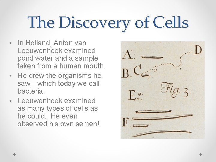 The Discovery of Cells • In Holland, Anton van Leeuwenhoek examined pond water and