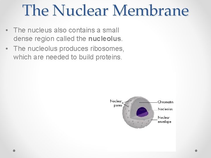 The Nuclear Membrane • The nucleus also contains a small dense region called the