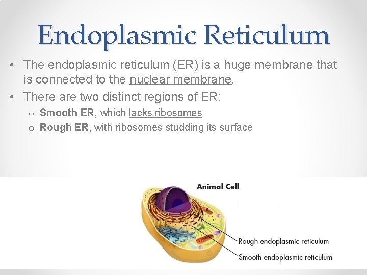 Endoplasmic Reticulum • The endoplasmic reticulum (ER) is a huge membrane that is connected