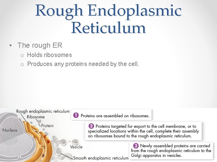 Rough Endoplasmic Reticulum • The rough ER o Holds ribosomes o Produces any proteins