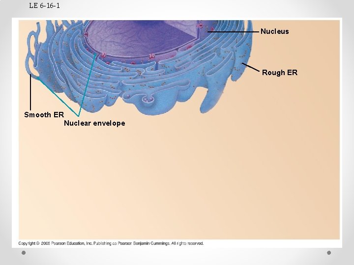 LE 6 -16 -1 Nucleus Rough ER Smooth ER Nuclear envelope 