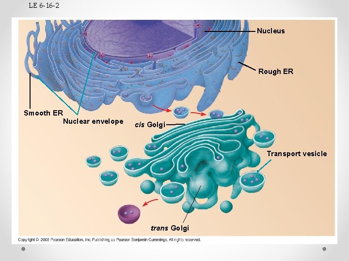 LE 6 -16 -2 Nucleus Rough ER Smooth ER Nuclear envelope cis Golgi Transport