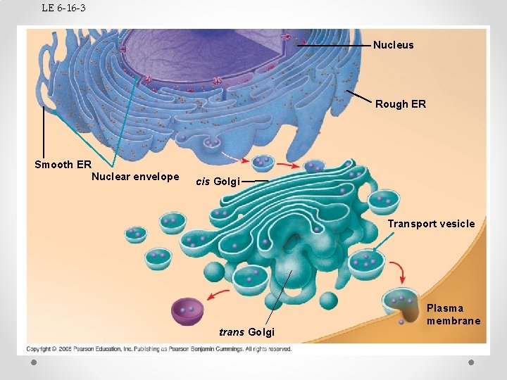 LE 6 -16 -3 Nucleus Rough ER Smooth ER Nuclear envelope cis Golgi Transport