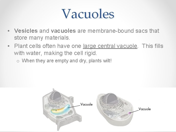 Vacuoles • Vesicles and vacuoles are membrane-bound sacs that store many materials. • Plant