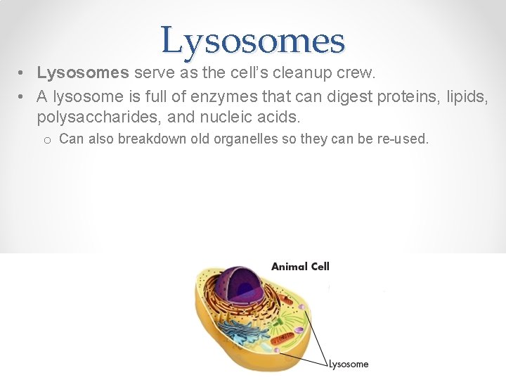 Lysosomes • Lysosomes serve as the cell’s cleanup crew. • A lysosome is full