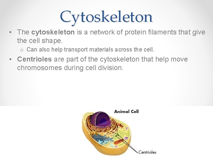 Cytoskeleton • The cytoskeleton is a network of protein filaments that give the cell