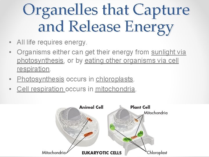 Organelles that Capture and Release Energy • All life requires energy. • Organisms either