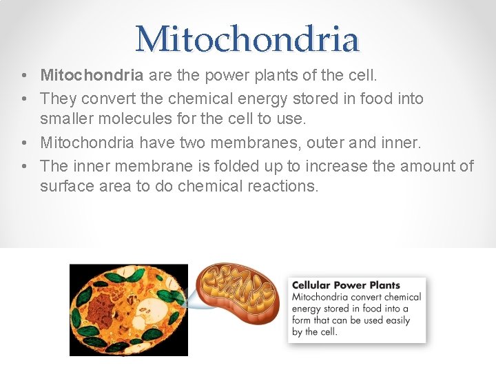 Mitochondria • Mitochondria are the power plants of the cell. • They convert the