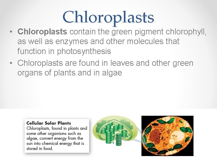 Chloroplasts • Chloroplasts contain the green pigment chlorophyll, as well as enzymes and other